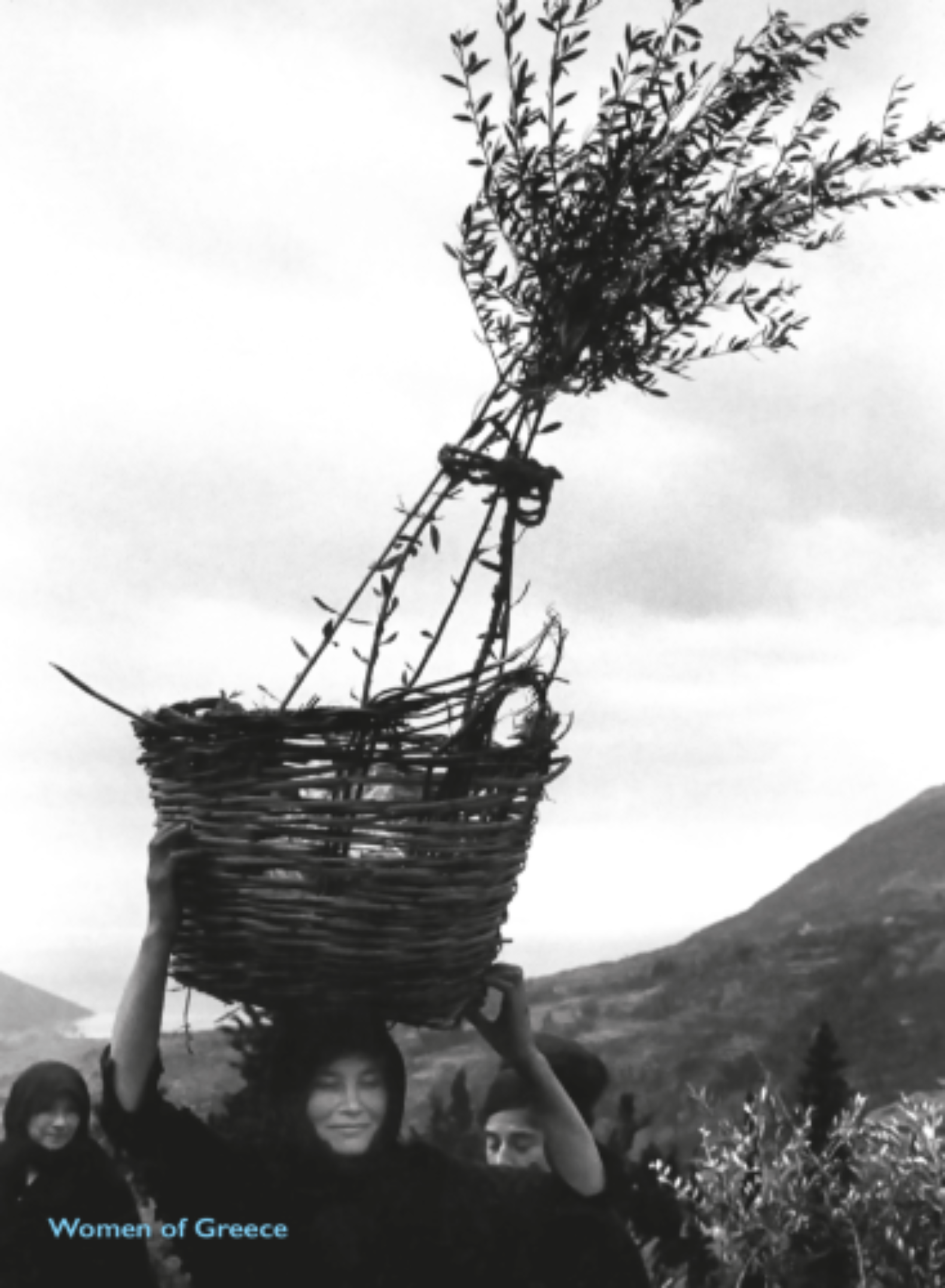 Olive saplings - Post card
